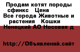Продам котят породы сфинкс › Цена ­ 4 000 - Все города Животные и растения » Кошки   . Ненецкий АО,Носовая д.
